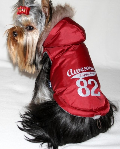 puppy_angel_awesome_winter_jacket.jpg&width=280&height=500