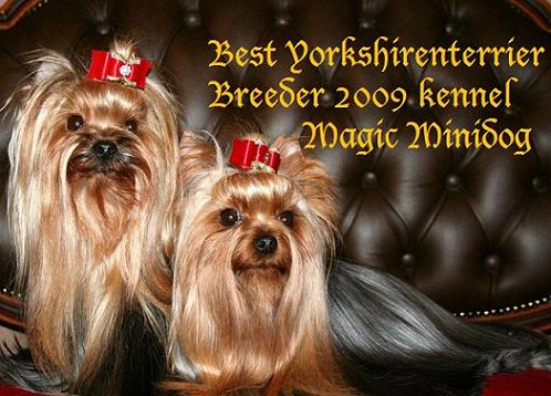 best_yorkshirenterrier_breeder_20092.jpg