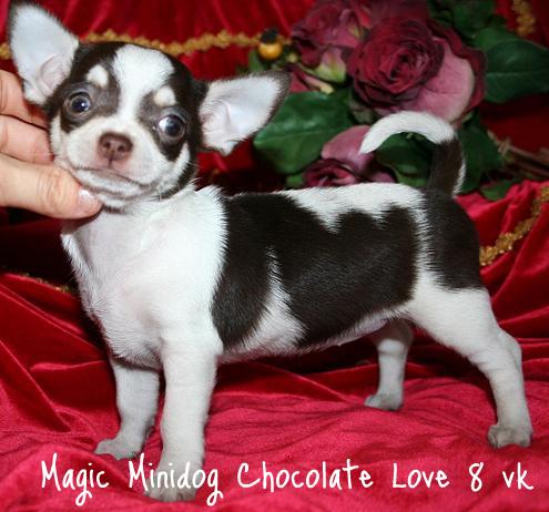 magic_minidog_chocolate_love_kotis.jpg