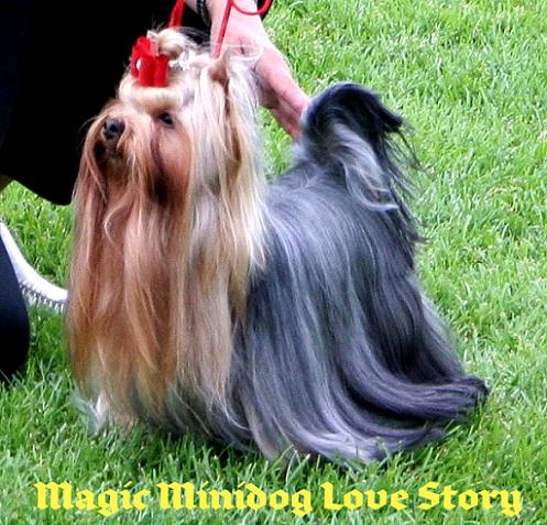 magic_minidog_love_story-1.jpg